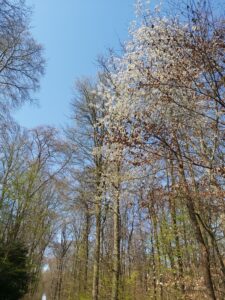 Bad Vilbeler Frühlingswald