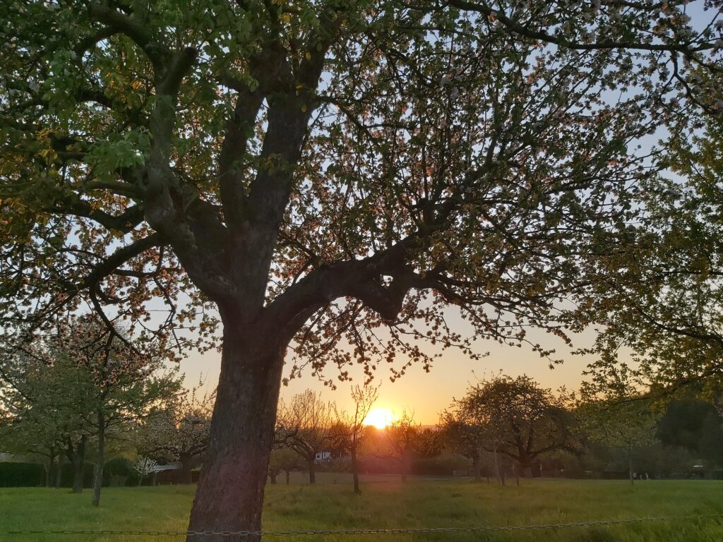 Abends unter Apfelbäumen