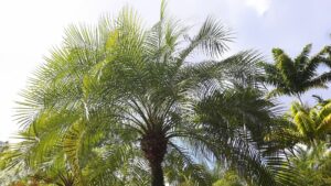 Prachtvolle Palmen