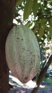 Frucht am Kakaobaum