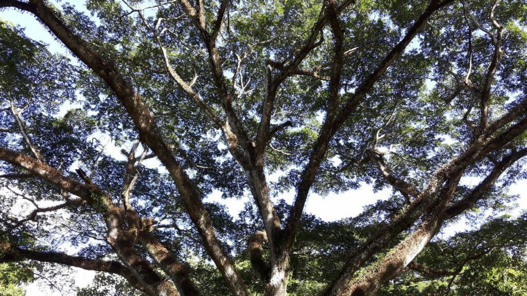 Ein Baum als Klimasystem