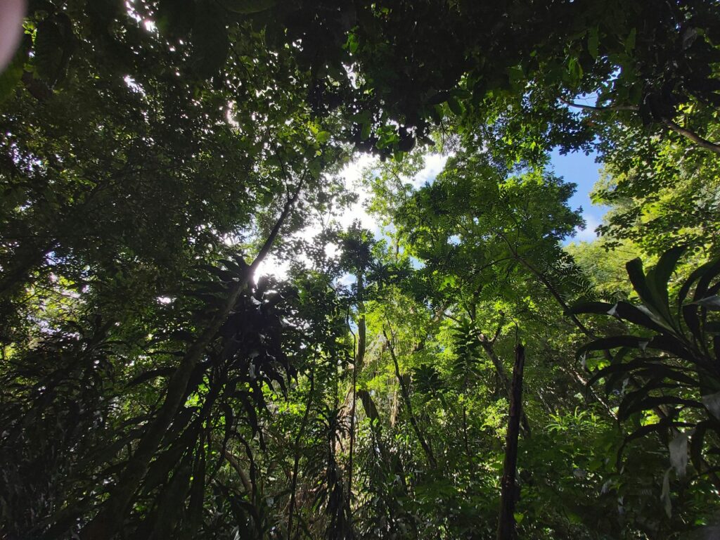 Die Dunkelheit des tropischen Waldes