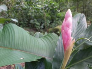 Blütenzauber der Karibik