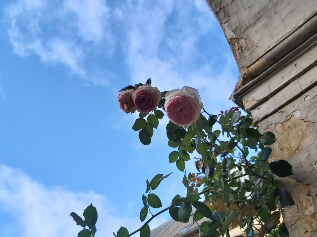 Eine Rose rankt in den Himmel