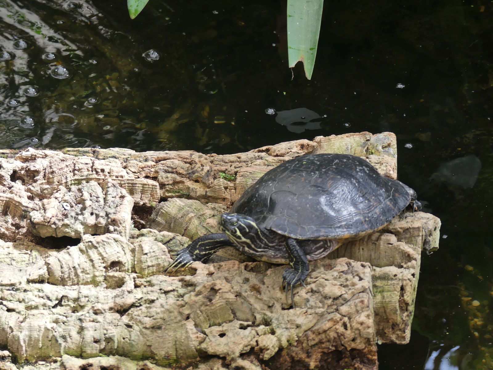 Ruhiger Mitbewohner: Schildkröten