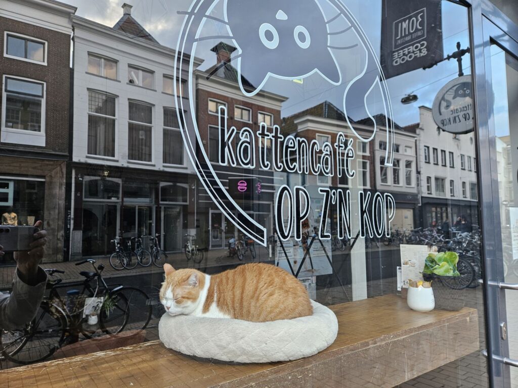 #Catcontent - Katzencafé in Groningen